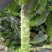 红莴苣2斤以上50~60cm