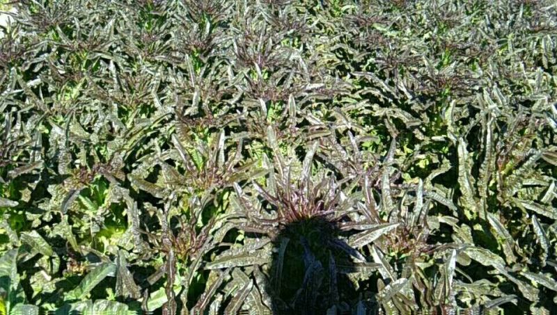 红莴苣2斤以上50~60cm