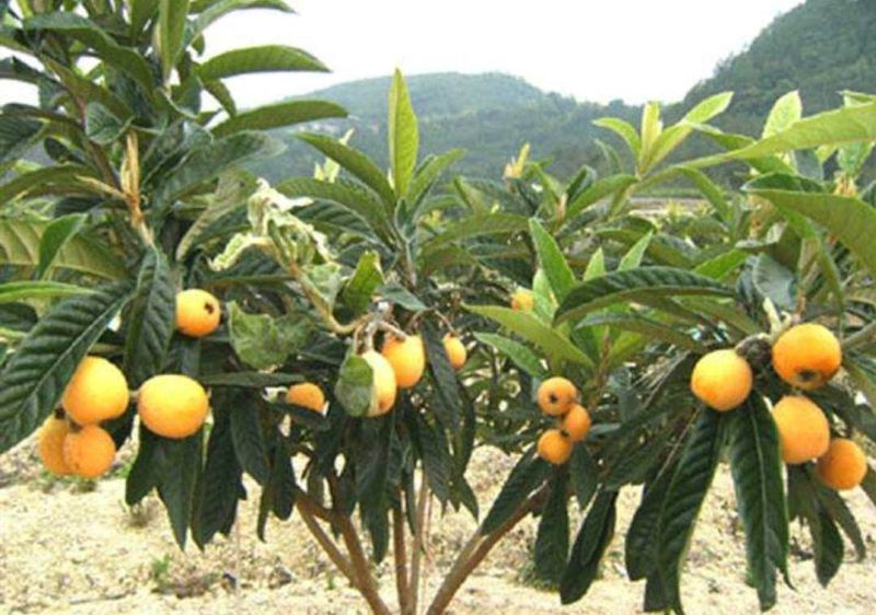 大五星枇杷苗30~50cm