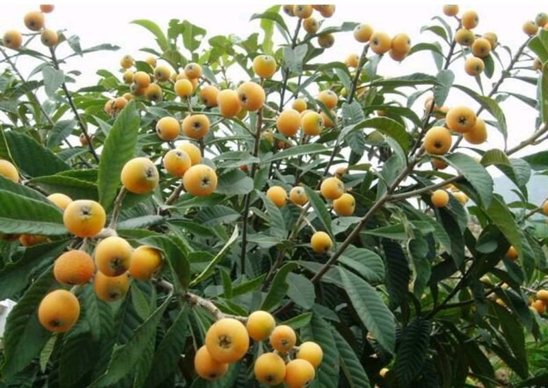 大五星枇杷苗30~50cm