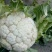 陕西菜花，白花花菜，汉中菜花1~3斤紧花瓷实乳白来电优惠