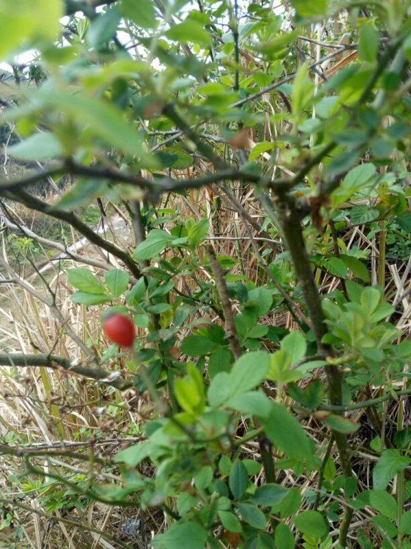 小果蔷薇根别名(小金樱)