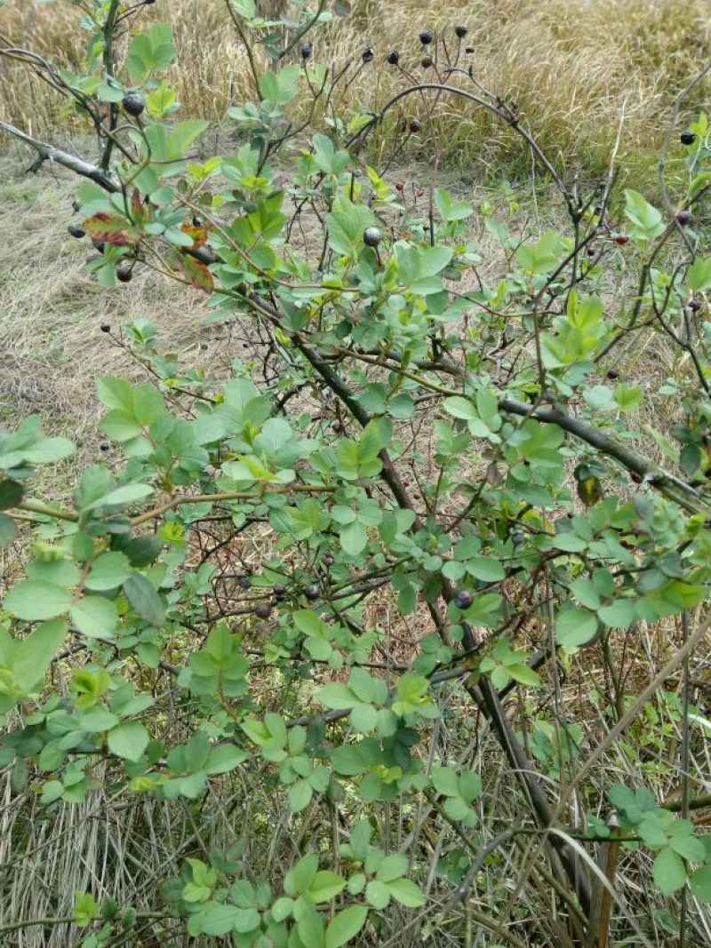 小果蔷薇根别名(小金樱)