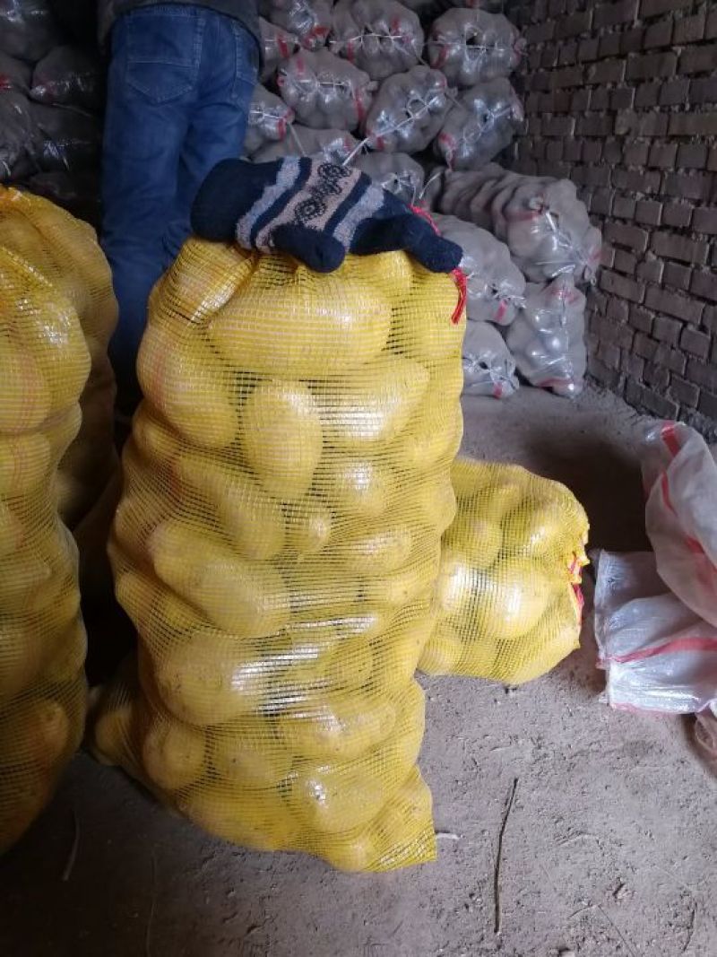 陇石土豆四两以上精品实力供应商，无虫眼，绿头