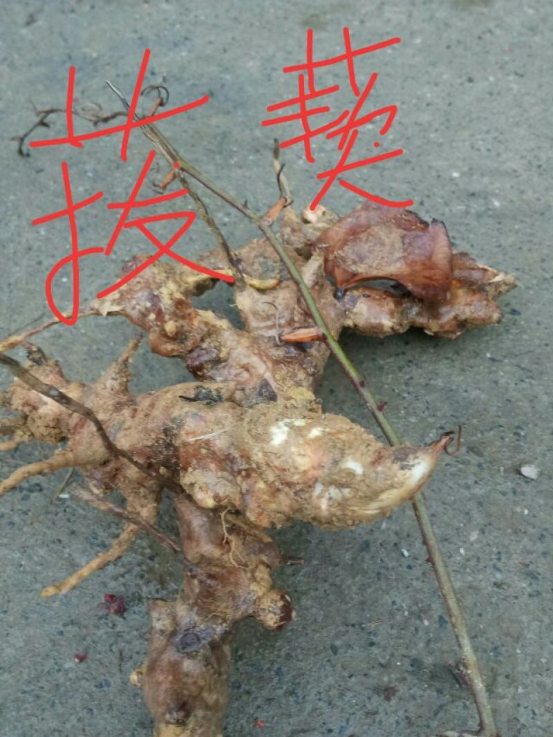 菝葜野生菝葜，又名(金刚藤)，现挖现卖