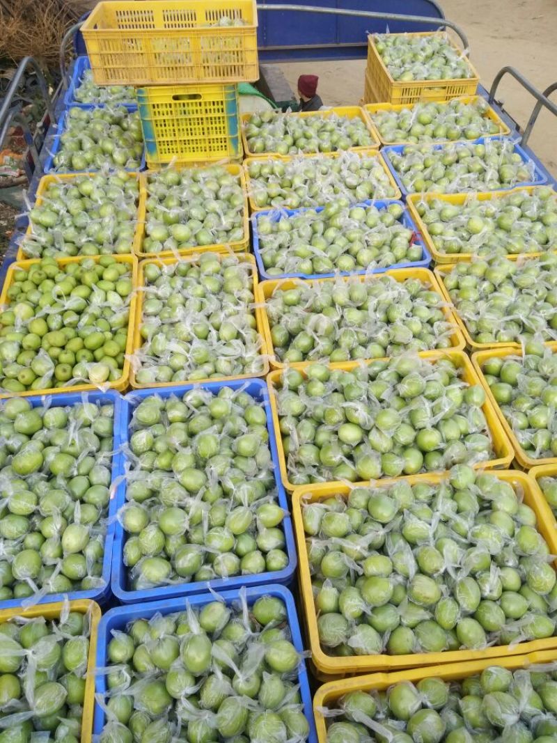 扶绥县大青枣大量上市中……