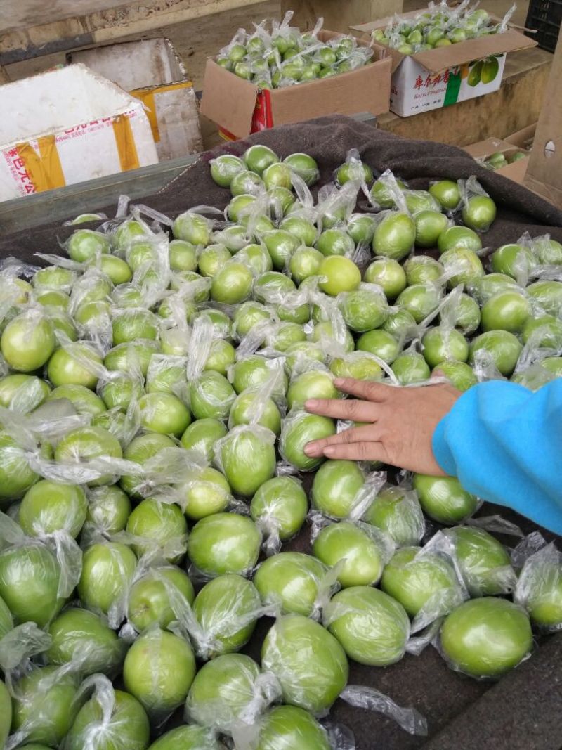 扶绥县大青枣大量上市中……