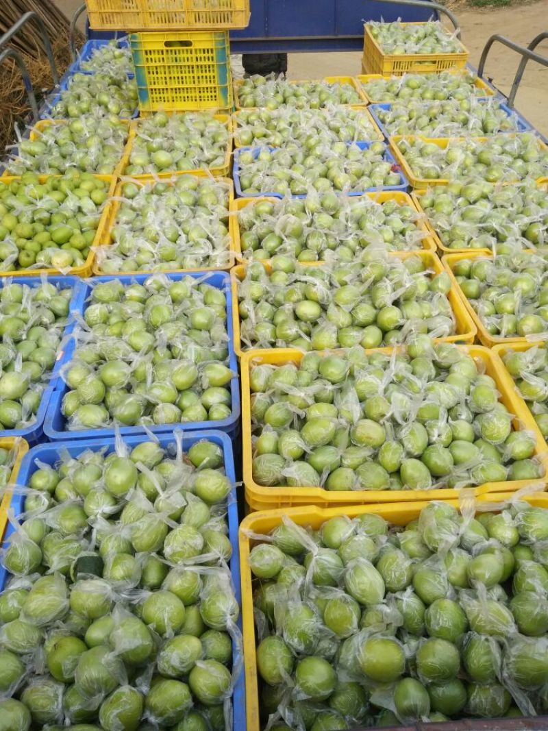 扶绥县大青枣大量上市中……