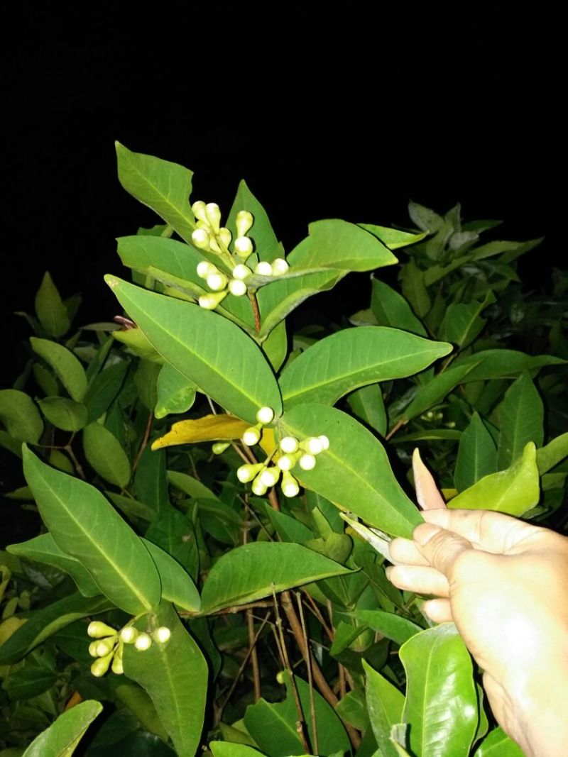 莲雾种苗