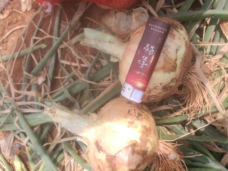 黄皮洋葱8厘米以上鲜货口感好有库存价值