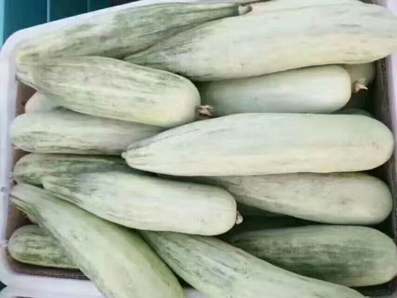 羊角蜜甜瓜大量供应对接电商商超。口脆甜。