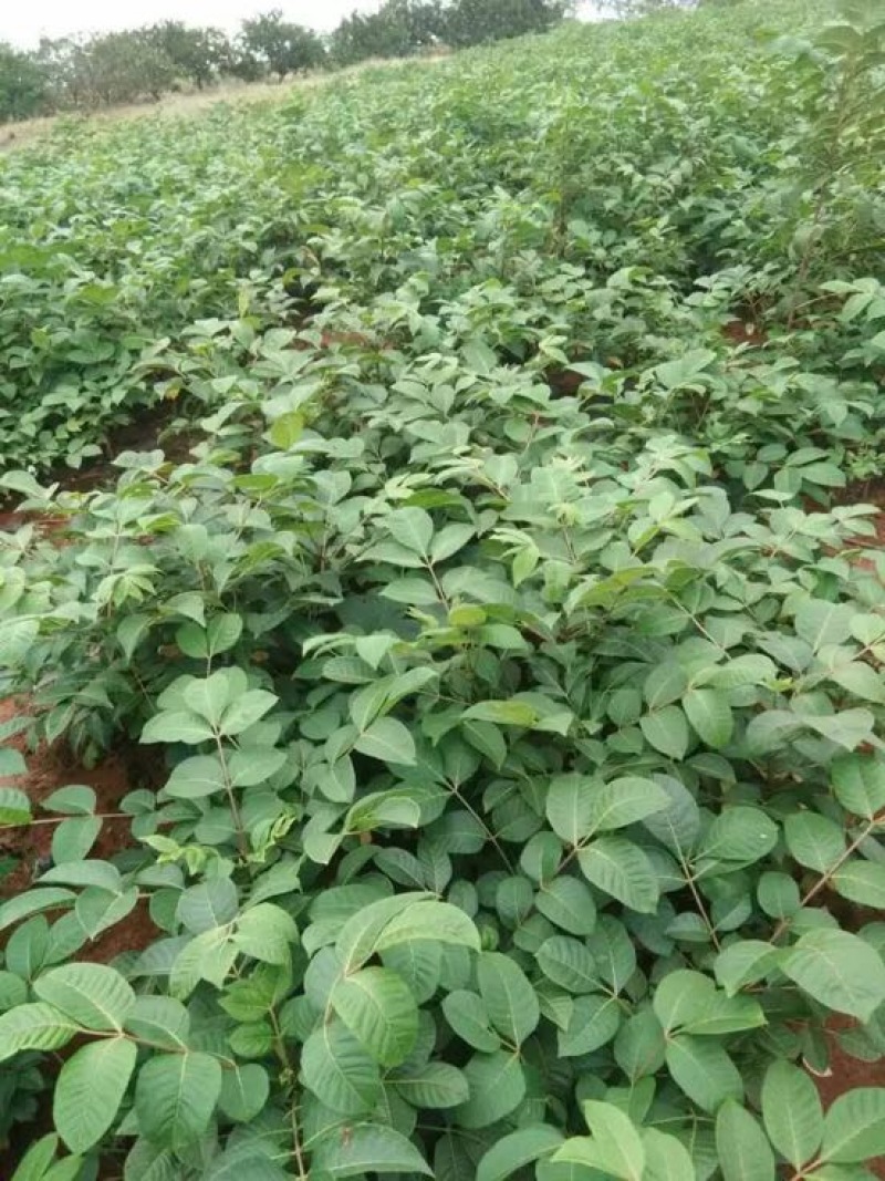 江西中花吴茱萸苗吴茱萸种苗茶辣臭辣子漆辣子树衣子树苗