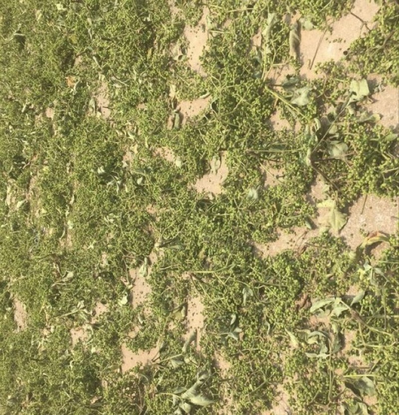 江西中花吴茱萸苗吴茱萸种苗茶辣臭辣子漆辣子树衣子树苗