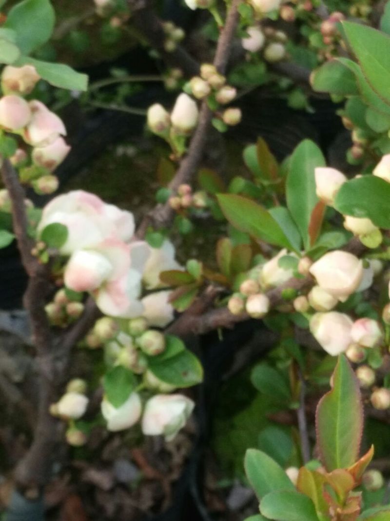 玫瑰海棠不含盆