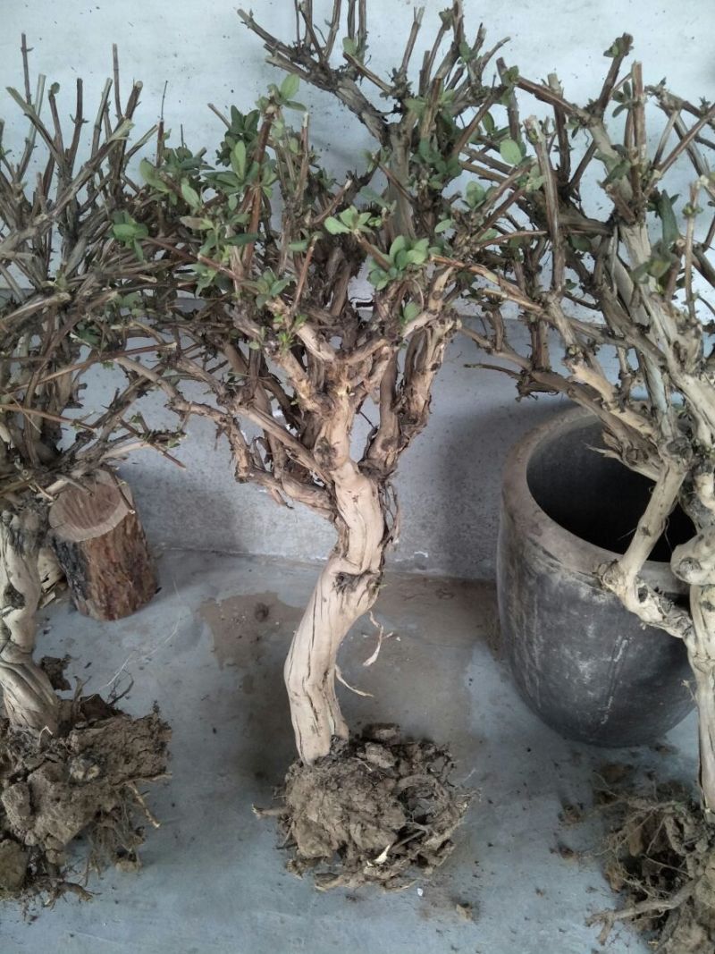 金银花1米以下