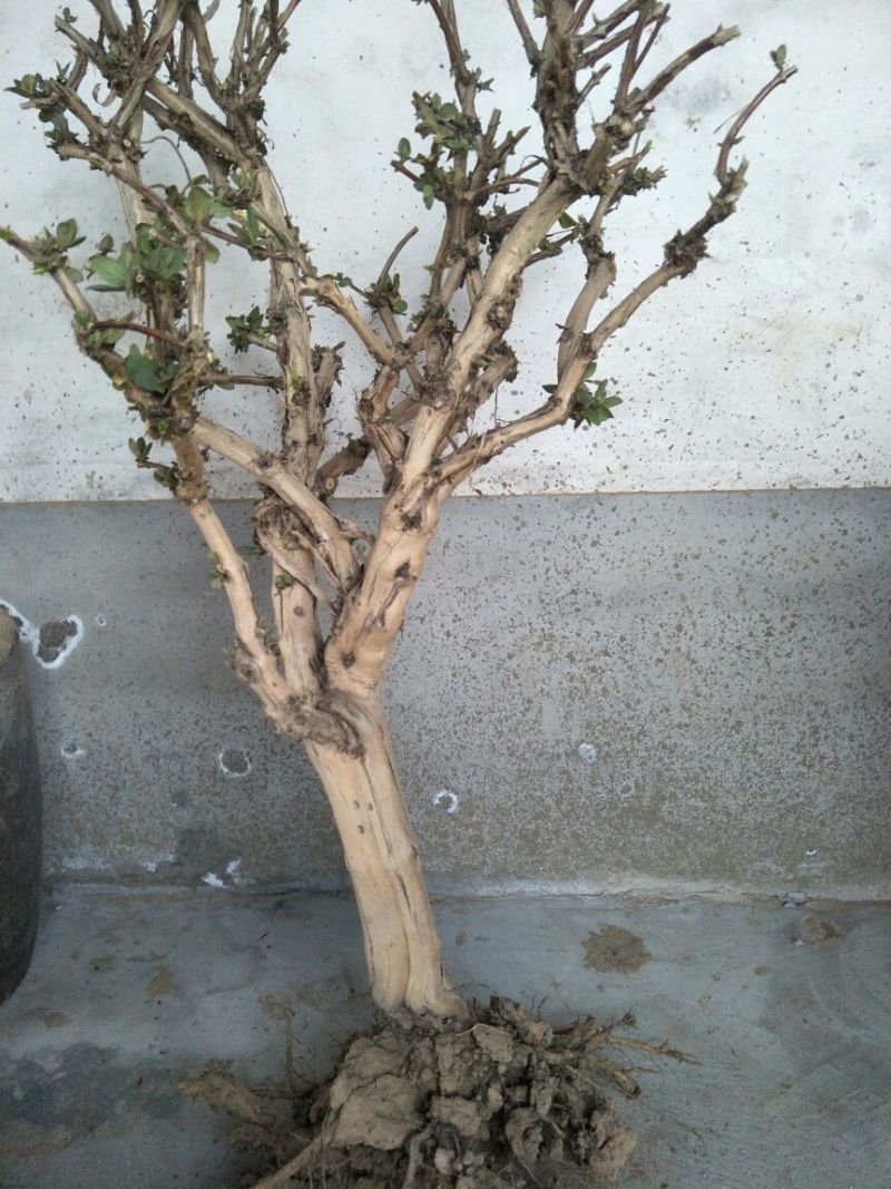 金银花1米以下