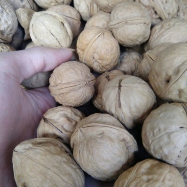 薄皮核桃去皮40mm以上干