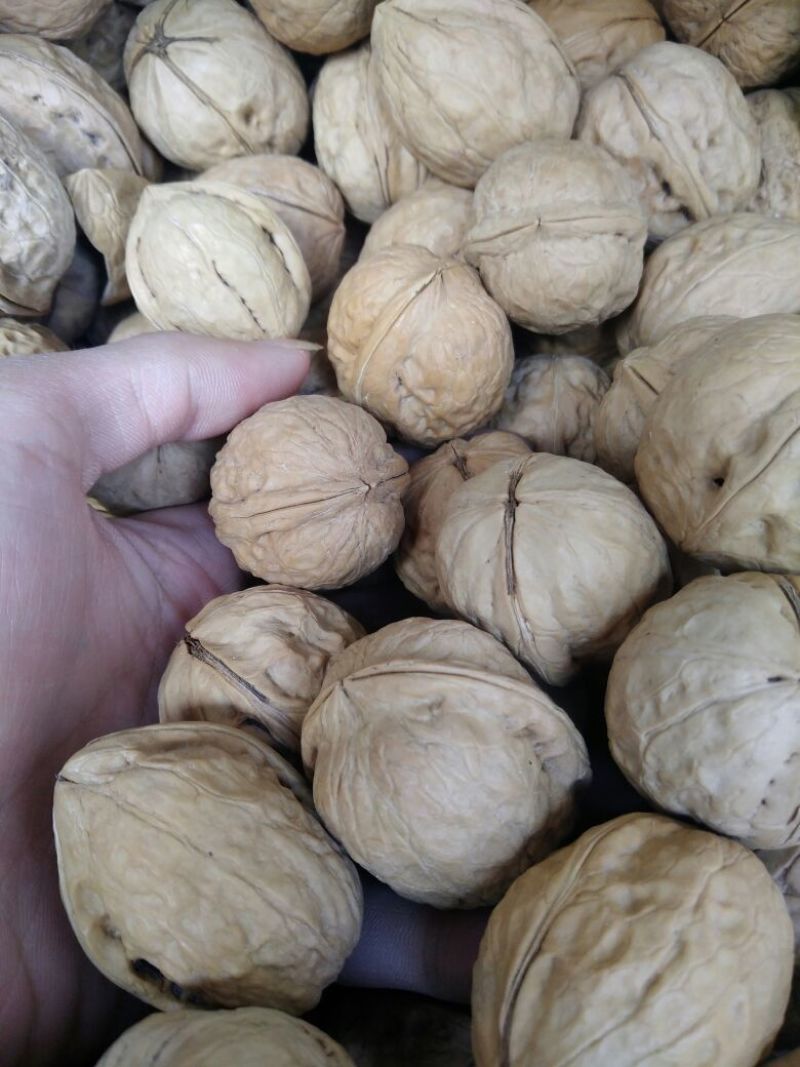 薄皮核桃去皮40mm以上干