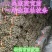 江西中花吴茱萸苗枝条吴茱萸种苗茶辣臭辣子漆辣子树衣子