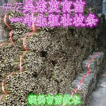 江西中花吴茱萸苗枝条吴茱萸种苗茶辣臭辣子漆辣子树衣子