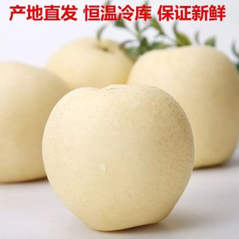 赵县皇冠梨大量开始下树价格便宜