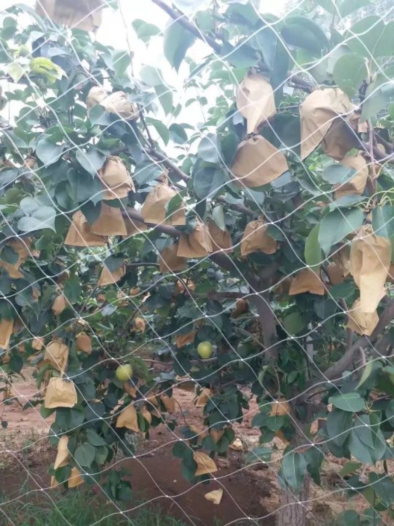 赵县皇冠梨大量开始下树价格便宜