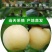 赵县皇冠梨大量开始下树价格便宜