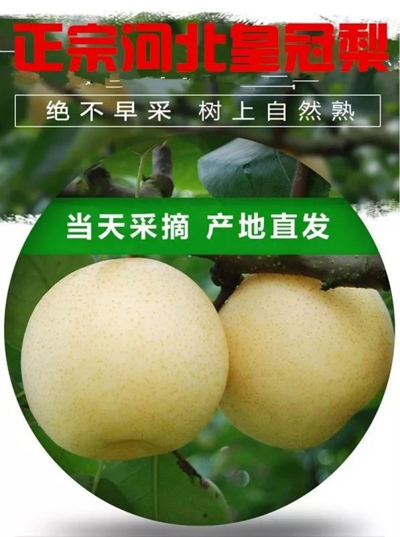 赵县皇冠梨大量开始下树价格便宜