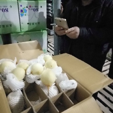 水晶鸭梨口感酸甜口皮薄肉丝四季供应各种型号