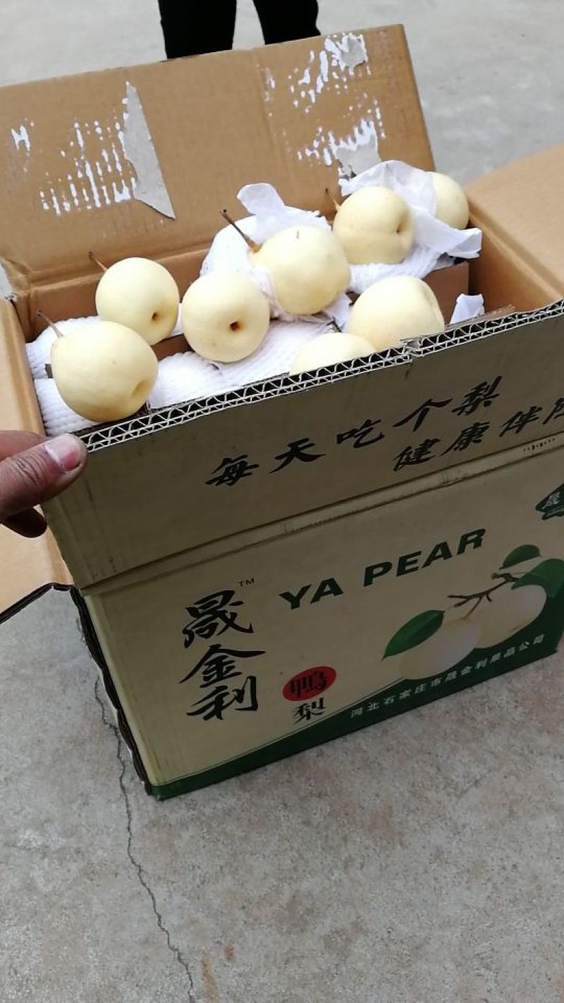 水晶鸭梨口感酸甜口皮薄肉丝四季供应各种型号
