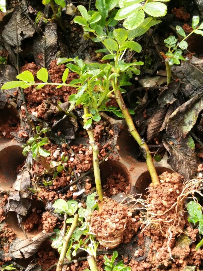 四季玫瑰苗10~20cm，货源充足，规格齐全，