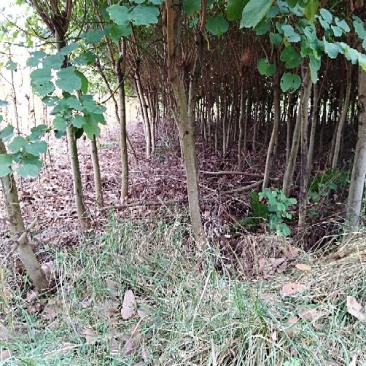 宫粉紫荆8~10cm8~10cm4米以上