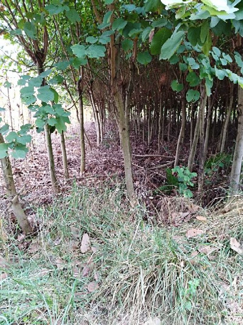 宫粉紫荆8~10cm8~10cm4米以上