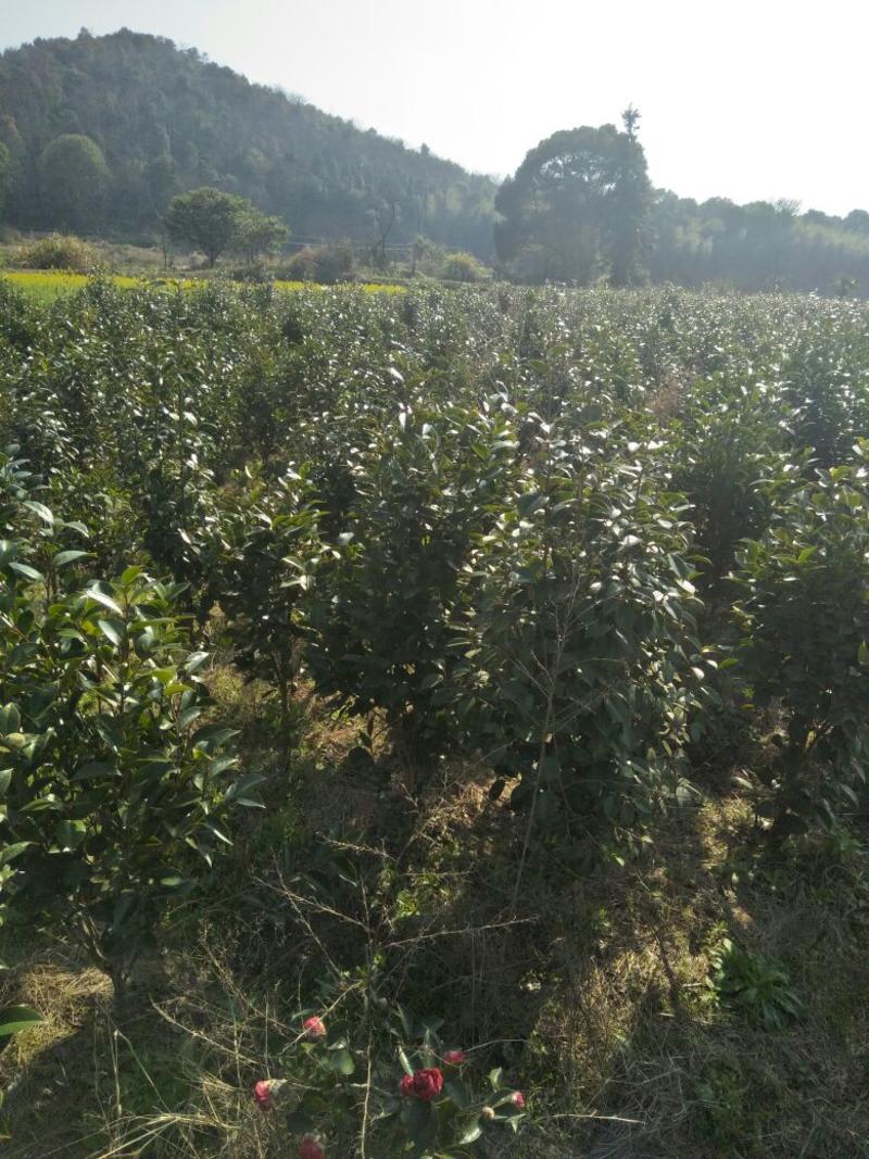 茶花树1-5cm