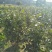茶花树1-5cm