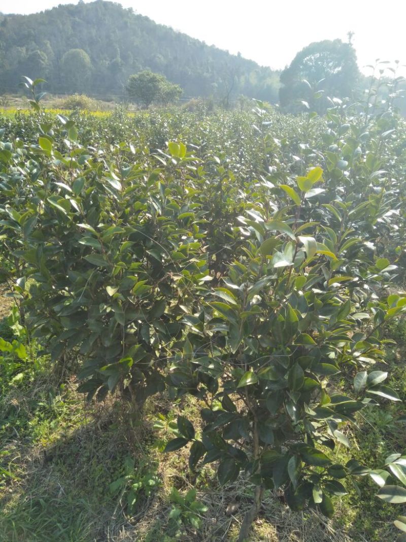 茶花树1-5cm