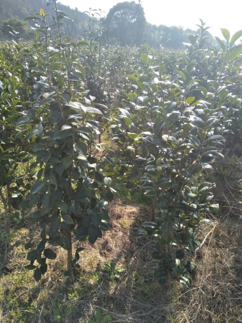 茶花树1-5cm