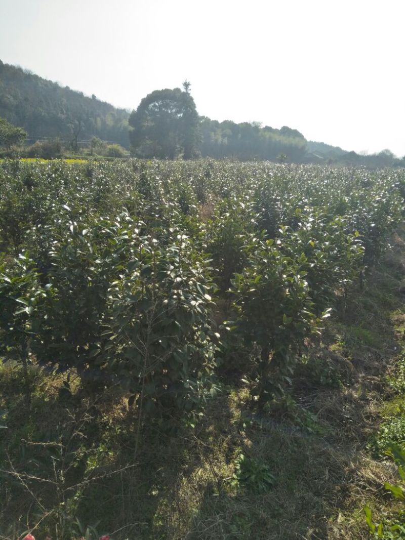 茶花树1-5cm