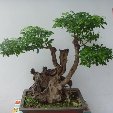 精品黄荊盆景（谐音黄金）百年老桩，苍老度十足
