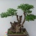精品黄荊盆景（谐音黄金）百年老桩，苍老度十足