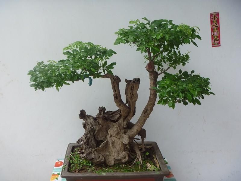 精品黄荊盆景（谐音黄金）百年老桩，苍老度十足