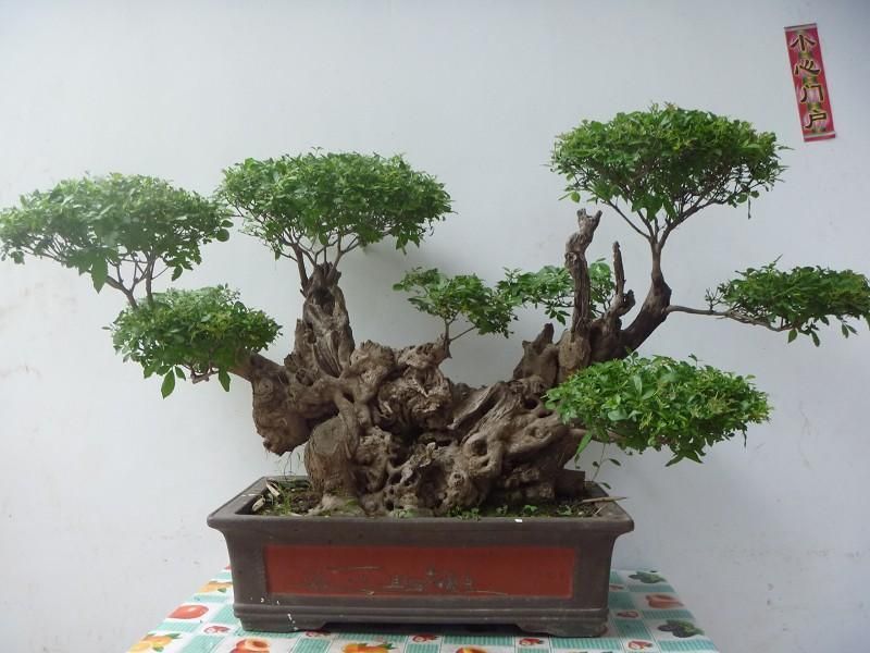 精品黄荊盆景（谐音黄金）百年老桩，苍老度十足