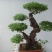 精品黄荊盆景（谐音黄金）百年老桩，苍老度十足
