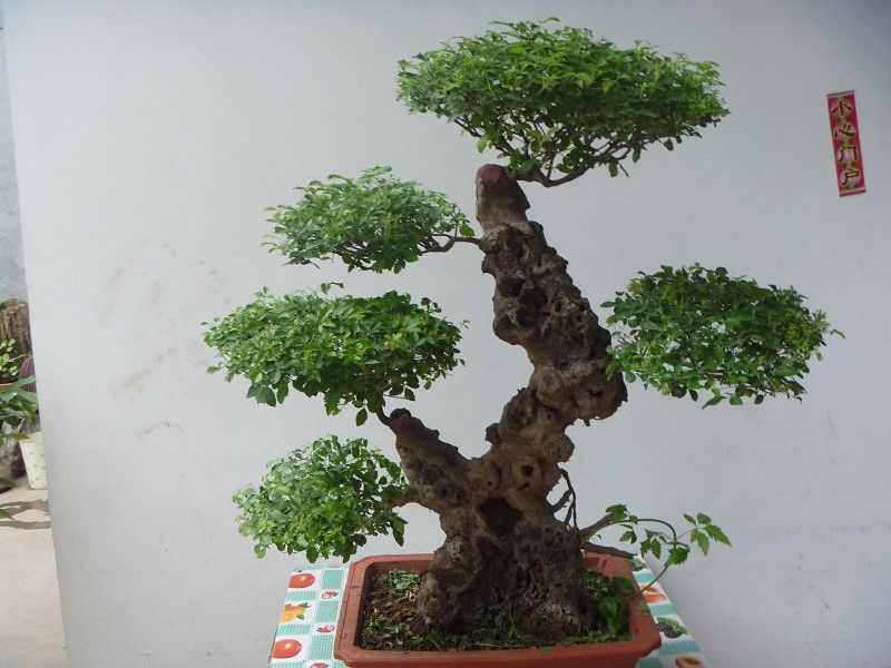 精品黄荊盆景（谐音黄金）百年老桩，苍老度十足