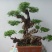 精品黄荊盆景（谐音黄金）百年老桩，苍老度十足