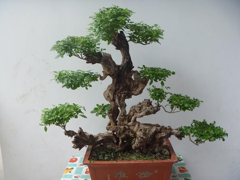 精品黄荊盆景（谐音黄金）百年老桩，苍老度十足