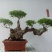 精品黄荊盆景（谐音黄金）百年老桩，苍老度十足