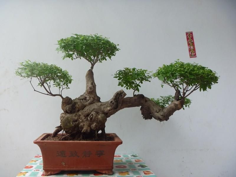 精品黄荊盆景（谐音黄金）百年老桩，苍老度十足