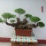 精品黄荊盆景（谐音黄金）百年老桩，苍老度十足
