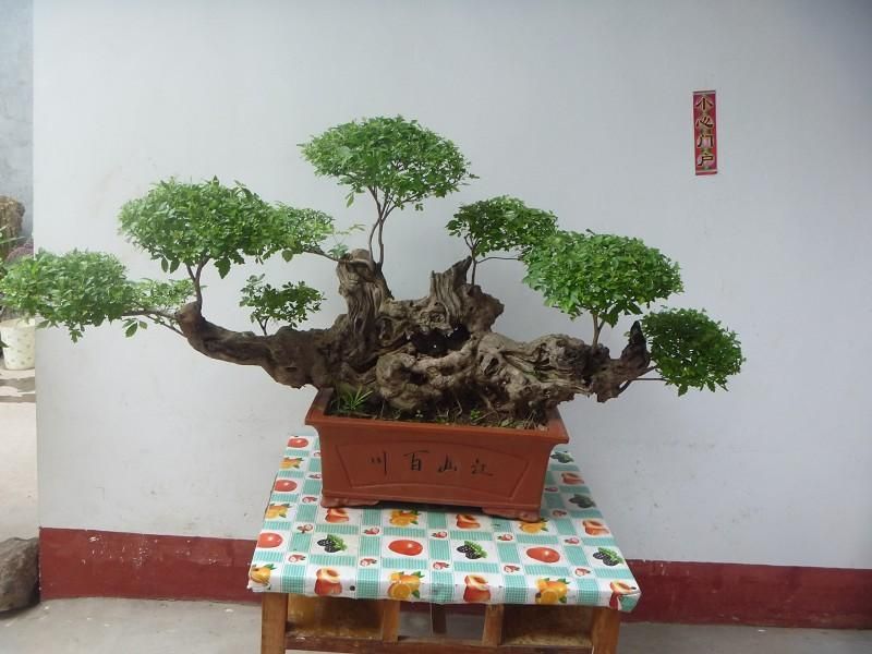 精品黄荊盆景（谐音黄金）百年老桩，苍老度十足